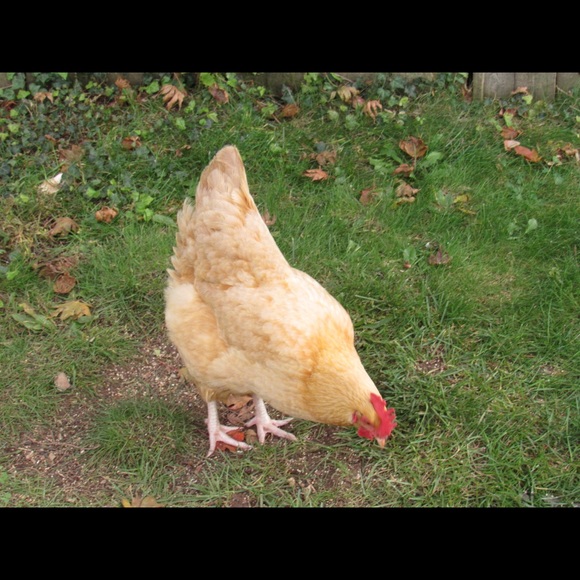 Meet your Posher, David - Picture 1 of 1